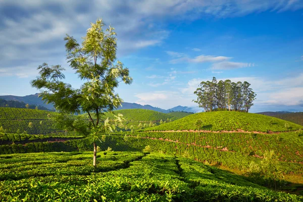 Thee plantage in de ochtend, India — Stockfoto