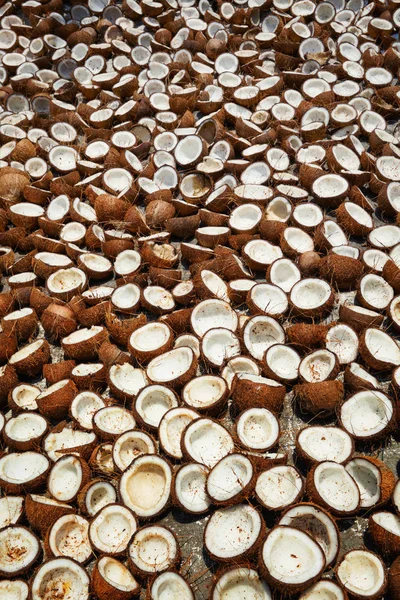 Séchage des noix de coco, Kerala, Inde du Sud — Photo