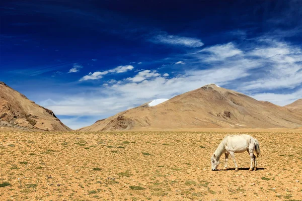 Koně pasoucí se v Himalájích. Ladaku, Indie — Stock fotografie