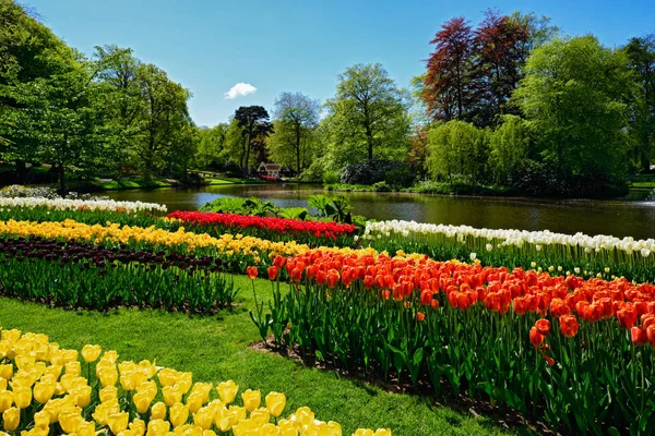 Kvetoucí tulipány záhonu Keukenhof květinové zahradě, Holandsko — Stock fotografie