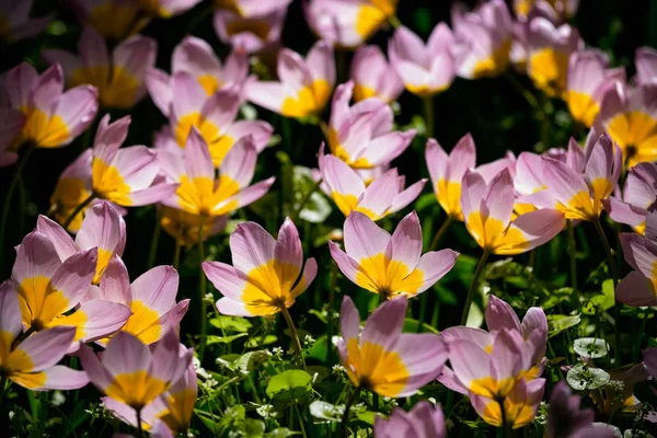 Blommande tulpaner blomsterrabatt i Keukenhof blomsterträdgård, Netherland — Stockfoto