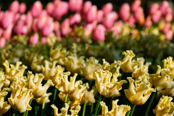 Florecientes tulipanes floridos en Keukenhof jardín de flores, Países Bajos — Foto de Stock