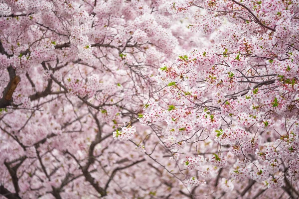 Blommande sakura körsbär blomma — Stockfoto
