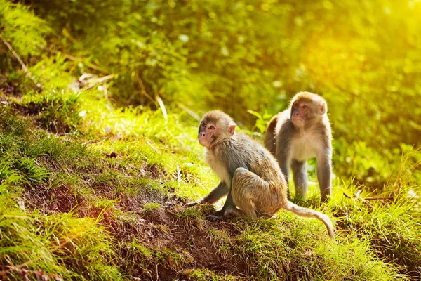 Rhesus makaken in bos — Stockfoto