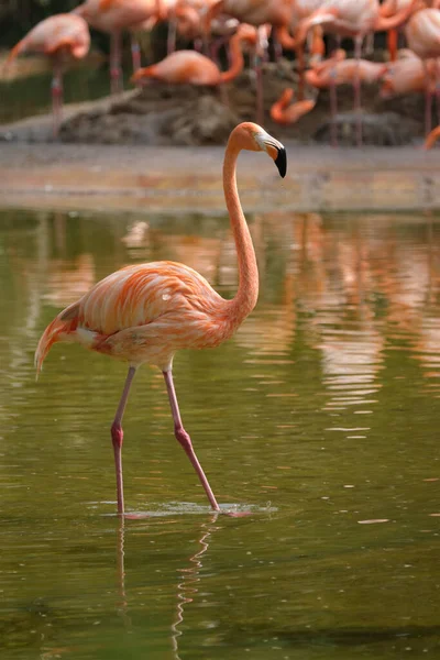 Flamingo americano Phoenicopterus ruber bird — Fotografia de Stock