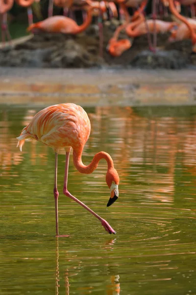 Amerikan flamingo Phoenicopterus ruber kuş — Stok fotoğraf