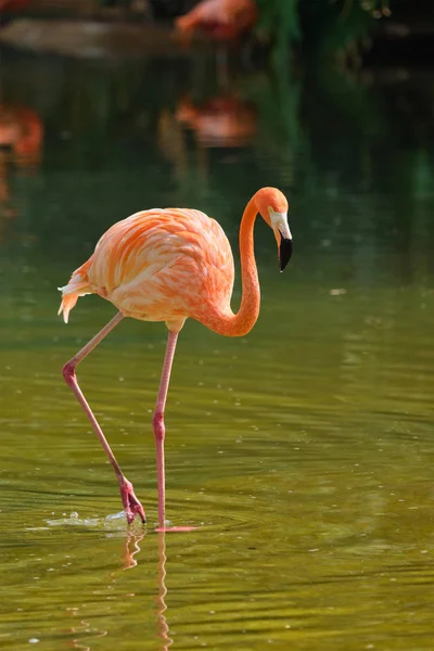 Flaming amerykański (Phoenicopterus Ruber Bird) — Zdjęcie stockowe