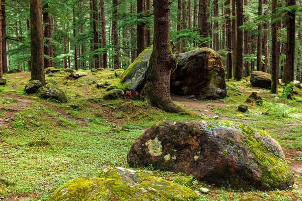 Сосновый лес с камнями и зеленым мхом — стоковое фото