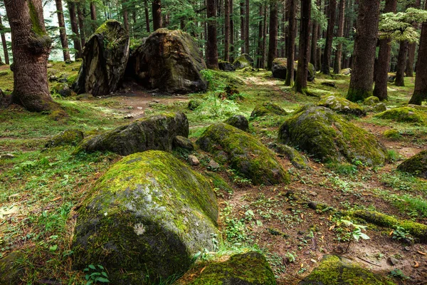 Pinhal com rochas e musgo verde — Fotografia de Stock