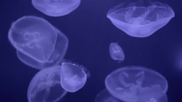 Meduza meduza niewerwater — Wideo stockowe