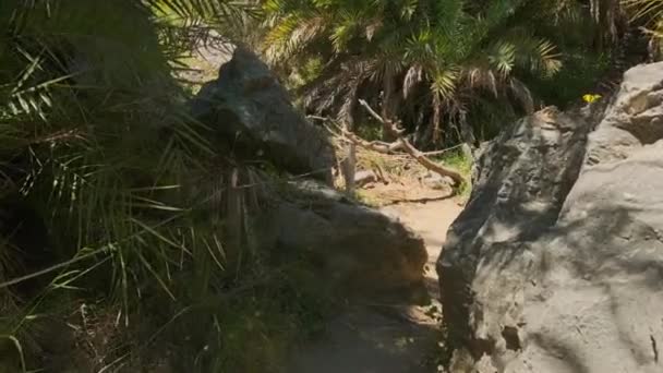 Caminando en el bosque de palmeras. Isla de Creta, Grecia — Vídeos de Stock