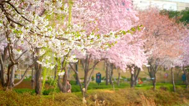 Blooming sakura kirsebærblomst – stockvideo
