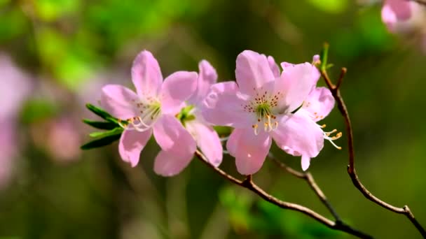 Blühende Sakura-Kirschblüte — Stockvideo