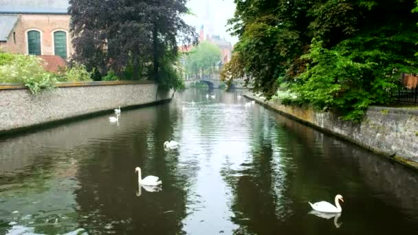 Fehér hattyúk Brugge csatornájában. Bruges, Belgium — Stock videók