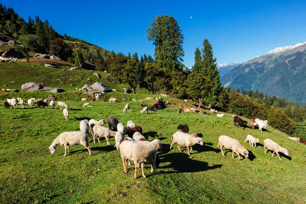 Himalayalar 'da koyun sürüsü — Stok fotoğraf