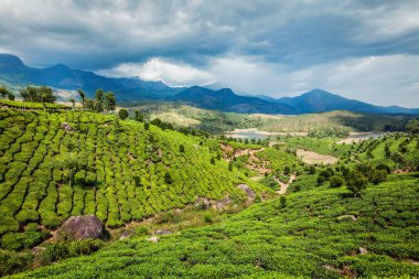 Güney Hindistan 'daki dağlarda çay tarlaları Batı Ghat' leri. Munnar, Kerala, Hindistan