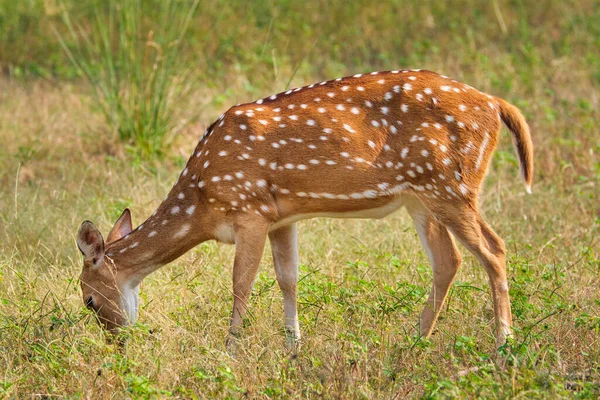 Mladá samice chital nebo skvrnitý jelen v lese národního parku Ranthambore. Safari, Rajasthan, Indie — Stock fotografie