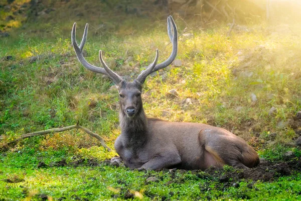 Beautiful male sambar Rusa unicolor deer resting in the forest of Ranthambore National Park, Rajasthan, India. — Stock Photo, Image