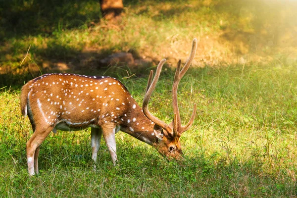 Krásný pes chital nebo skvrnitý jelen v Národním parku Ranthambore, Rajasthan, Indie — Stock fotografie