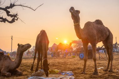 Pushkar mela deve festivali gün batımında çiğneniyor. Pushkar, Rajasthan, Hindistan