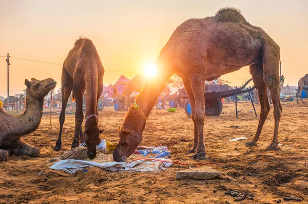 Pushkar mela kameel fair festival in het veld eten kauwen bij zonsondergang. Pushkar, Rajasthan, India — Stockfoto