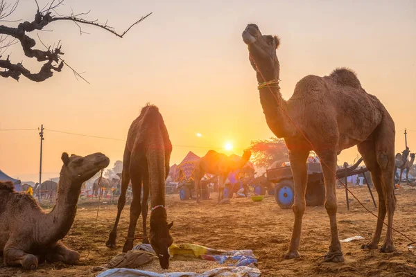 Pushkar mela veletrh velbloudů v terénu jíst žvýkání při západu slunce. Pushkar, Rajasthan, Indie — Stock fotografie