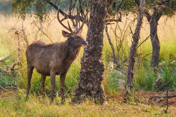 雄のサンバーインドのラジャスタン州ランタンボール国立公園の森の中で木の葉を食べるロシアのユニコール鹿 — ストック写真