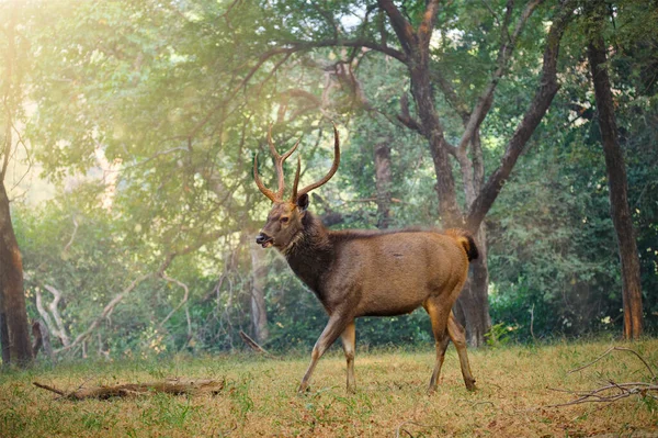 Sambar maschio Rusa cervo unicolore nella foresta del Parco Nazionale di Ranthambore, Rajasthan, India — Foto Stock