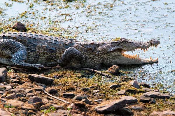 Snub Nosed Marsh Crocodile ληστής κροκόδειλος Crocodylus palustris — Φωτογραφία Αρχείου