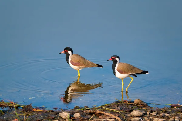 O Vanellus indicus vermelho-wattled lambendo em um lago — Fotografia de Stock