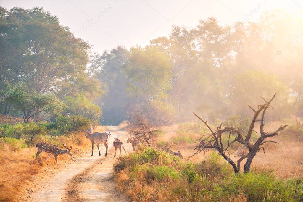 Families of blue bull nilgai and spotted deers in Ranthambore National park. Rajasthan, India.