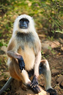 Hint ortak gri langur ya da Hanuman langur maymunu Ranthambore Ulusal Parkı, Rajasthan, Hindistan 'da yemek yiyor.