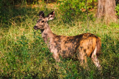Dişi mavi boğa ya da nilgai - Ranthambore Ulusal Parkı, Rajasthan, Hindistan 'da Asya antilobu