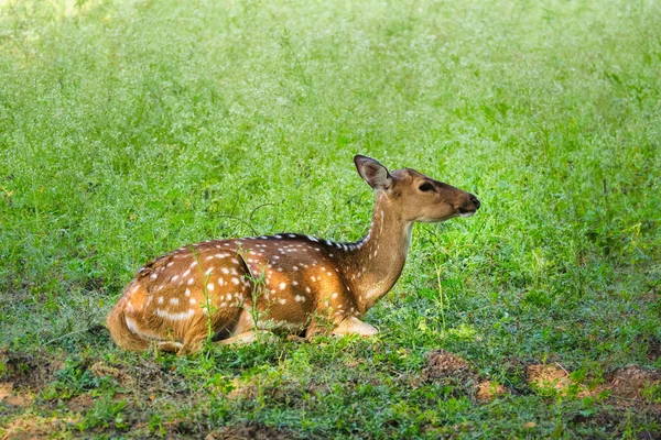 Beautiful young female chital or spotted deer in Ranthambore National Park, Rajasthan, India — Stock Photo, Image