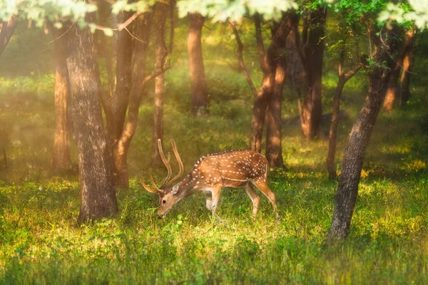 Beautiful male chital or spotted deer in Ranthambore National Park, Rajasthan, India — Stock Photo, Image