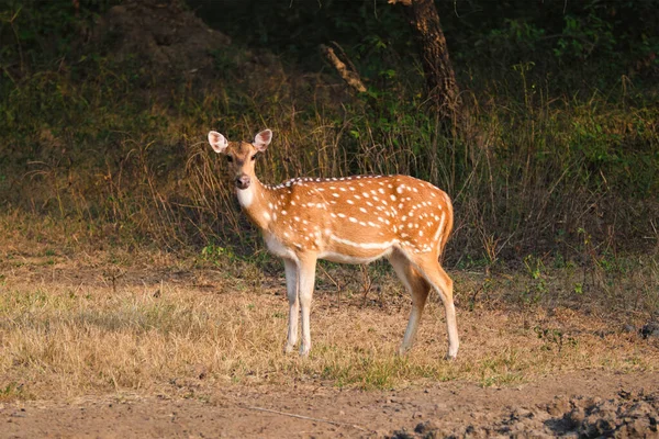 Young female chital or spotted deer in Ranthambore National Park. Rajasthan, India — Stock Photo, Image