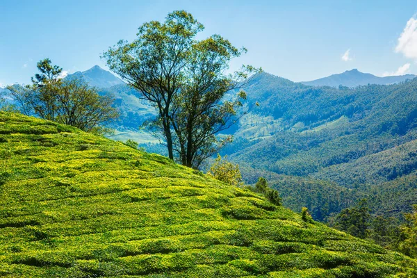 Plantación de té en la mañana, India — Foto de Stock