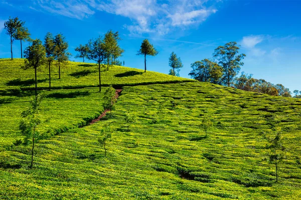 Plantação de chá pela manhã, Índia — Fotografia de Stock