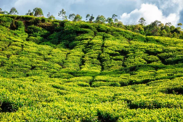 Plantation de thé le matin, Inde — Photo