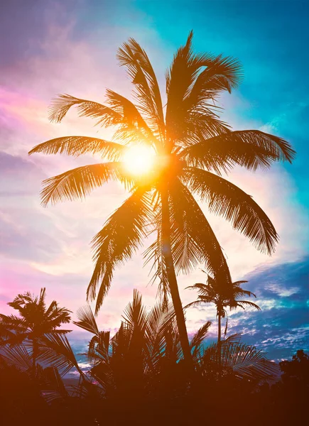 Palm on sunset — Stock Photo, Image