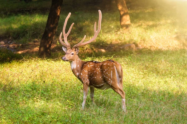 Ranthambore Ulusal Parkı, Rajasthan, Hindistan 'da güzel bir erkek geyik veya benekli geyik.
