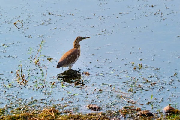 Garça lagoa indiana ou paddybird Ardeola grayii em um lago — Fotografia de Stock