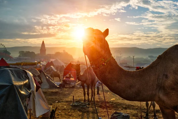 日落时在Pushkar Mela骆驼展会上的骆驼。印度拉贾斯坦邦普什卡 — 图库照片