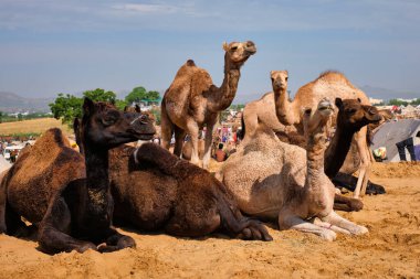 Pushkar Mela Pushkar Deve Fuarı, Hindistan