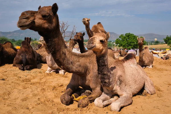 Верблюди на Pushkar Mela Pushkar Camel Fair, Індія — стокове фото