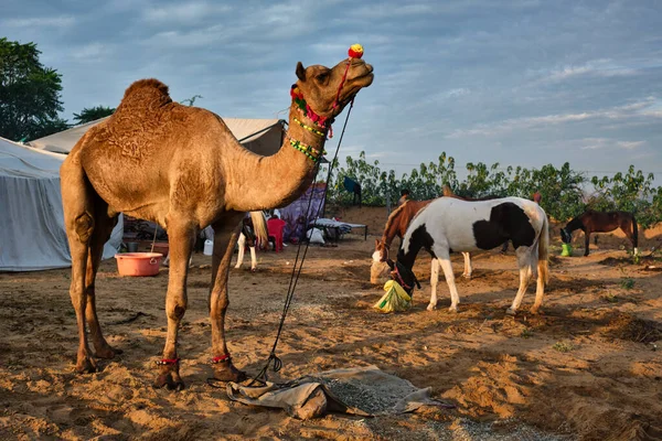 Верблюды на ярмарке верблюдов Пушкар Мела Пушкар, Индия — стоковое фото