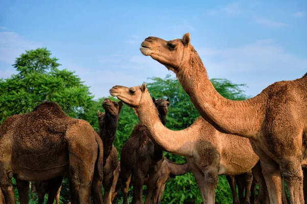 Kameler på Pushkar Mela Pushkar Camel Fair, Indien — Stockfoto