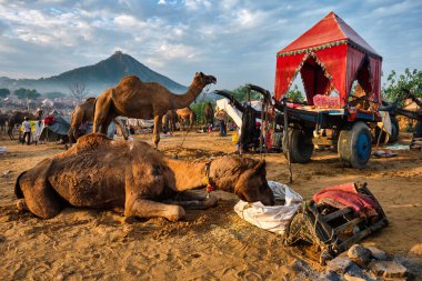 Pushkar Mela Pushkar Deve Fuarı, Hindistan