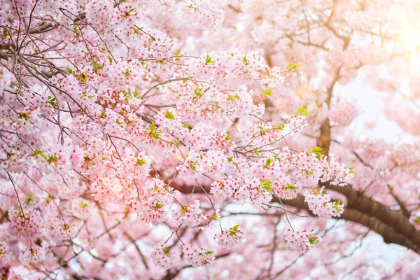 Blommande sakura körsbär blomma — Stockfoto