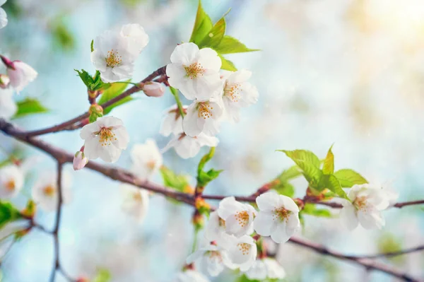 Цвітіння сакури цвіте — стокове фото